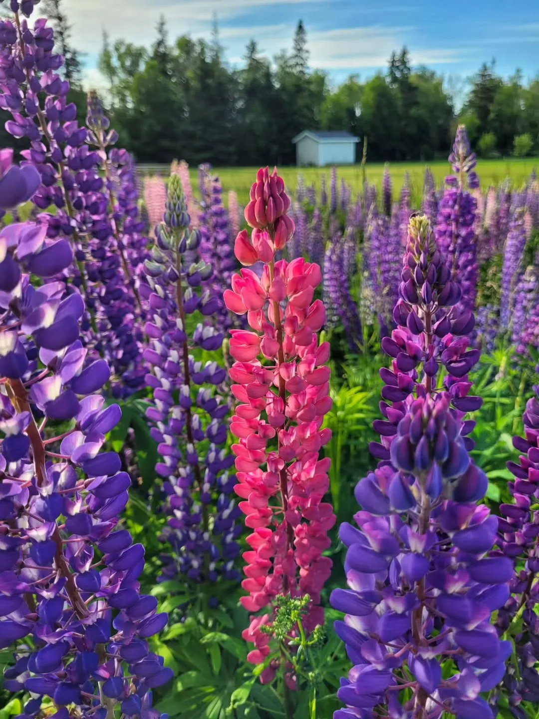 Lupine (Lupinus Polyphyllus)