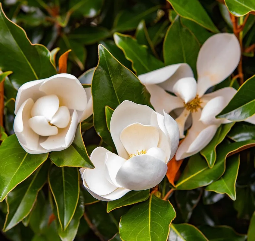 Magnolia Flowers Magnolia Flowers