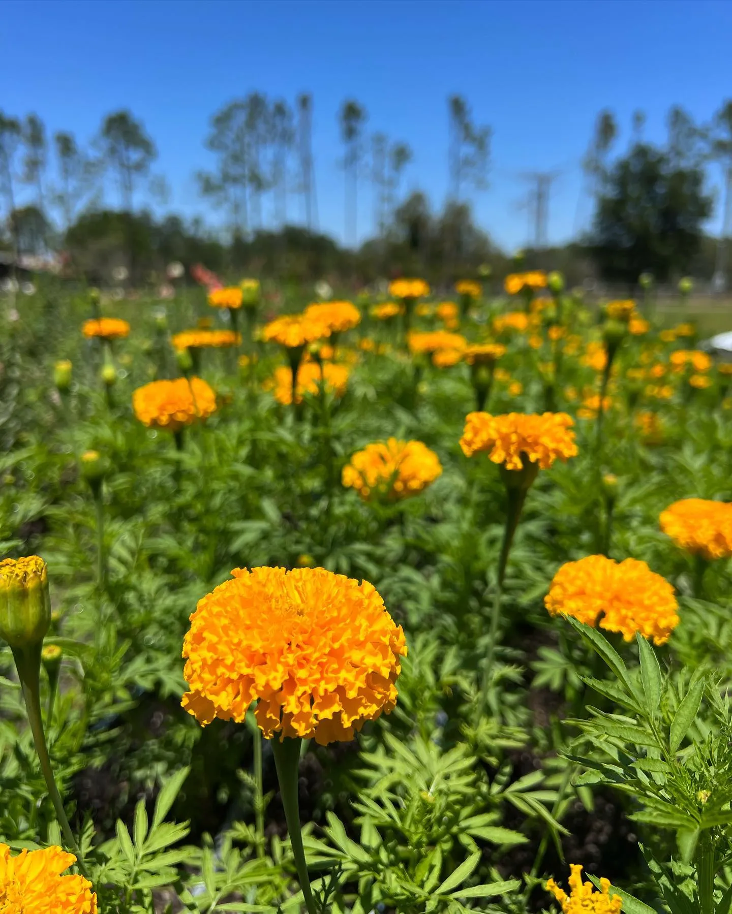 Vibrant Marigold Flowers in a Garden Vibrant Marigold Flowers in a Garden