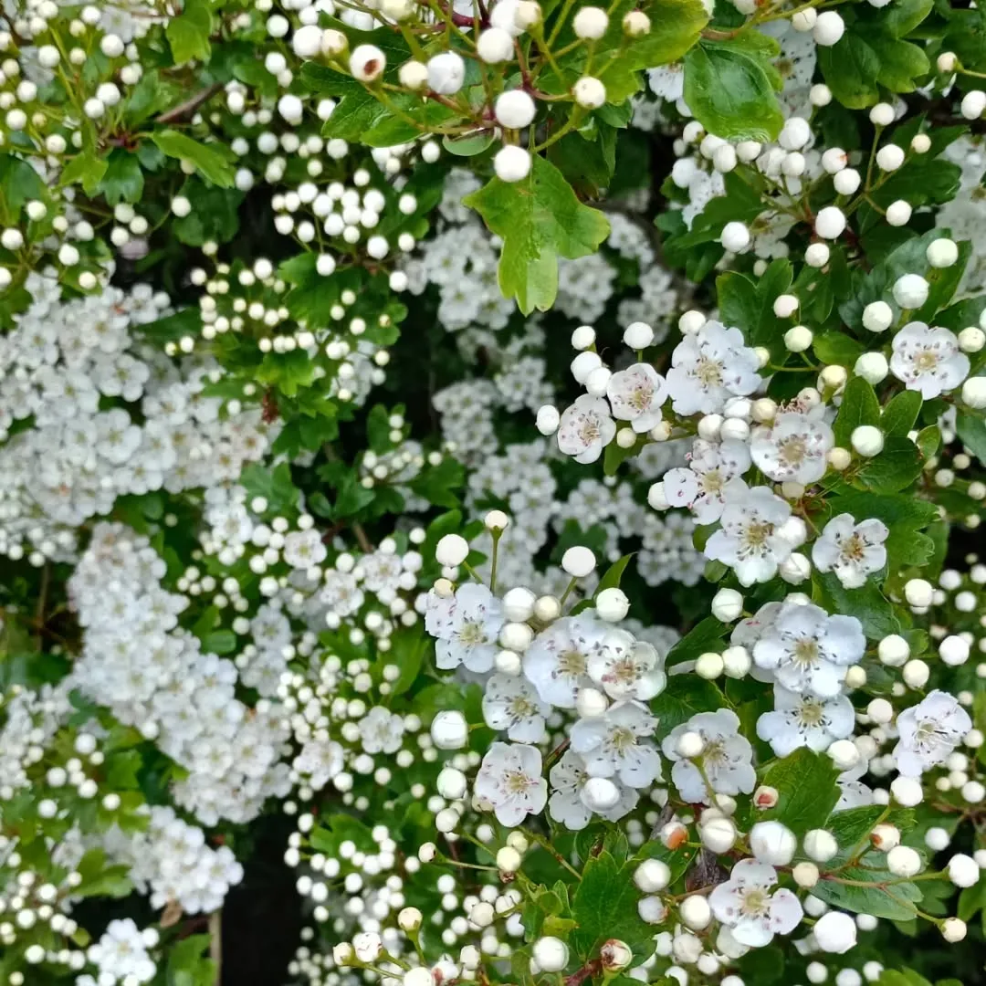 May Bush (Spiraea cantoniensis)