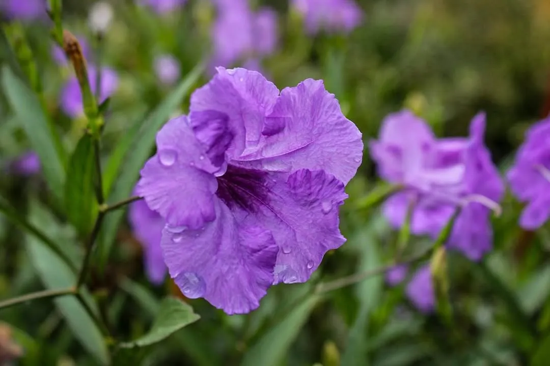 Mexican Petunia