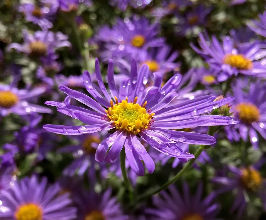 Michaelmas Daisy