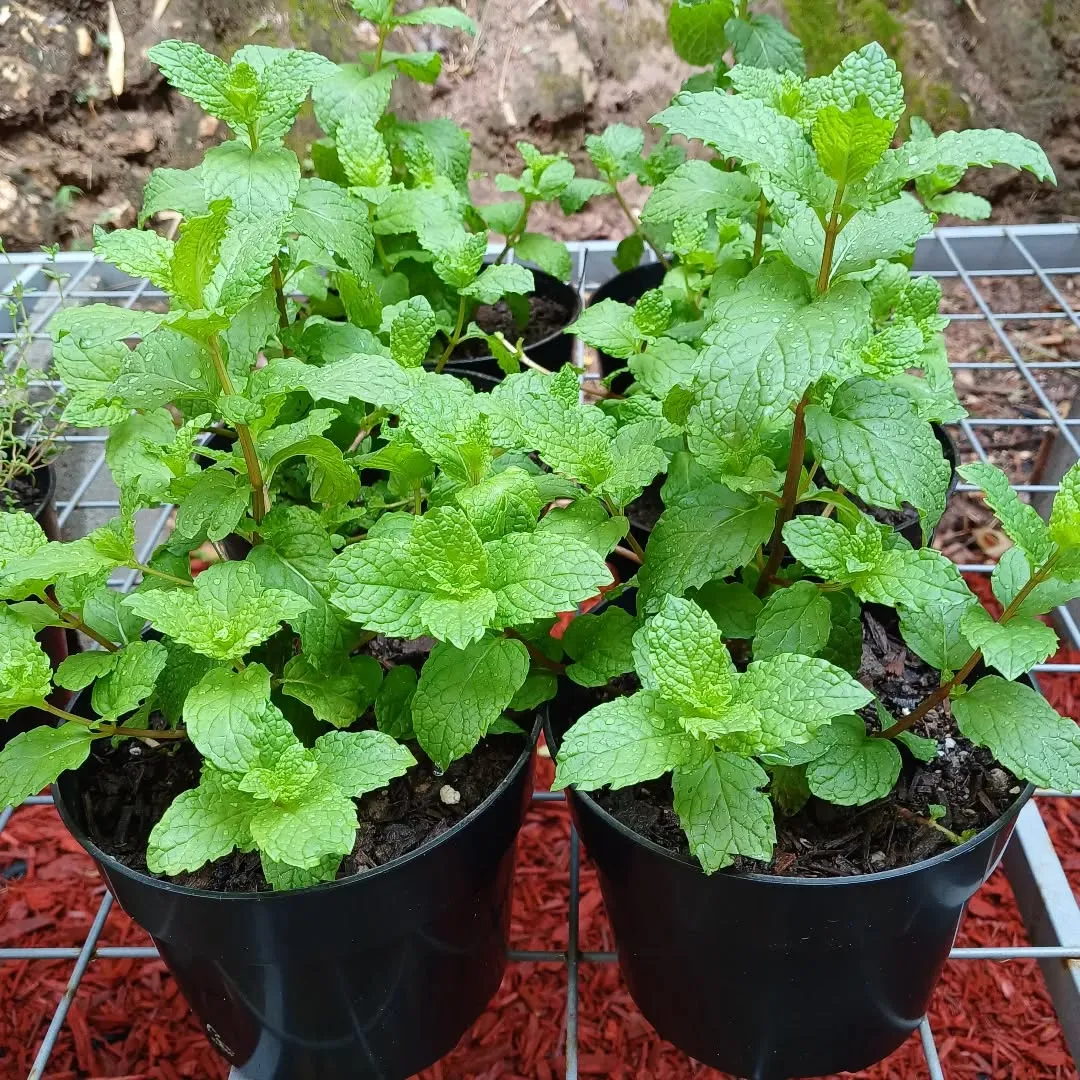Mint Companion Plants of Lemongrass Mint Companion Plants of Lemongrass