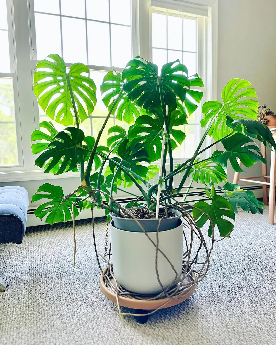 Monstera (Monstera Deliciosa)