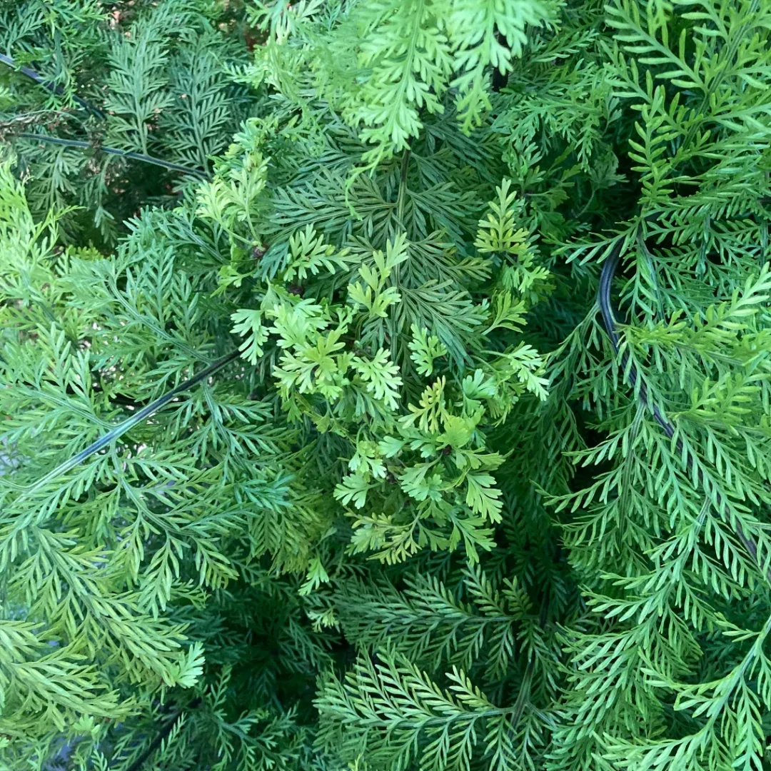 Mother Fern (Asplenium Difforme x Dimorphum)