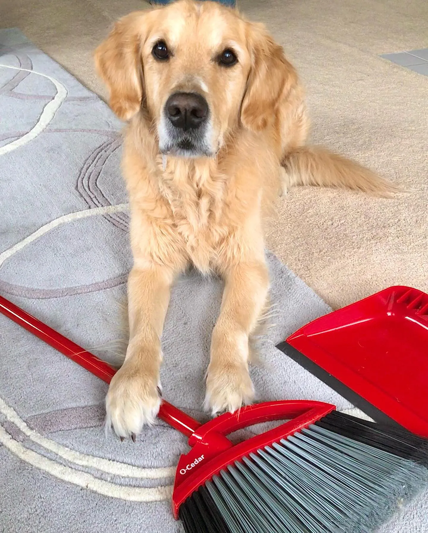 O-Cedar PowerCorner Pet Pro Broom and Dustpan O-Cedar PowerCorner Pet Pro Broom and Dustpan