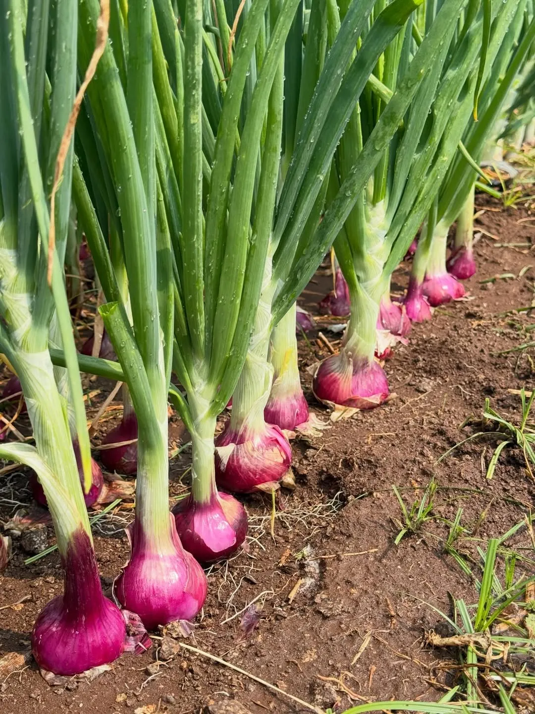 Onions