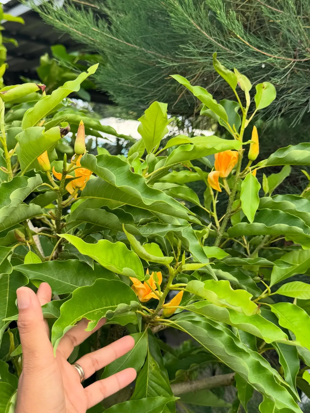 Orange Champak (Magnolia Champaca)