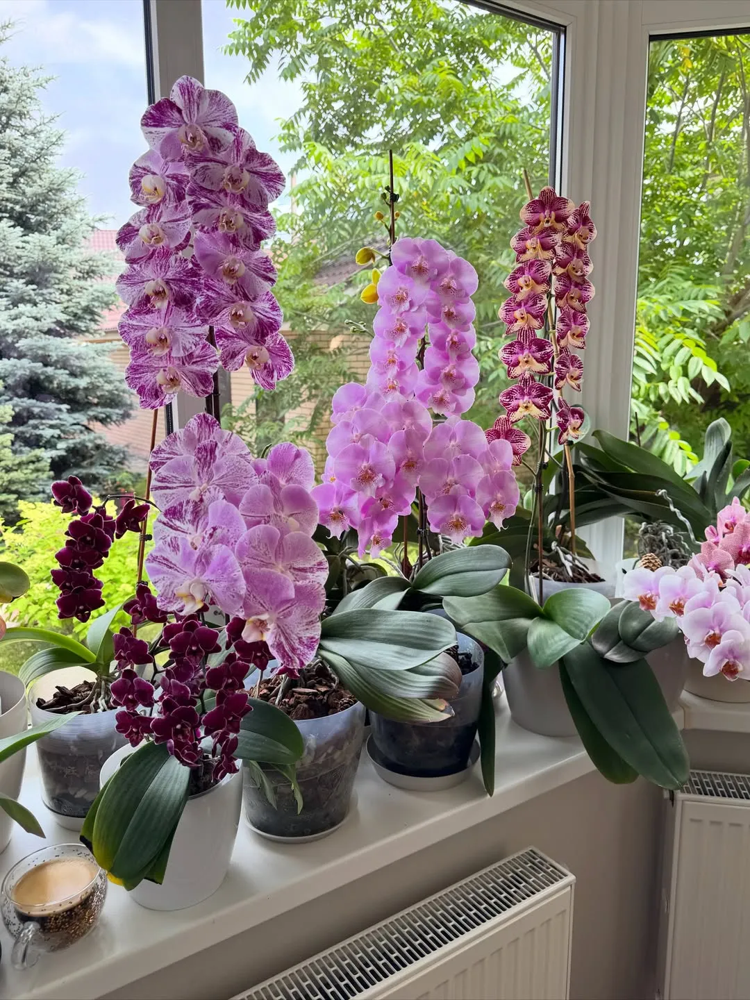 Orchids