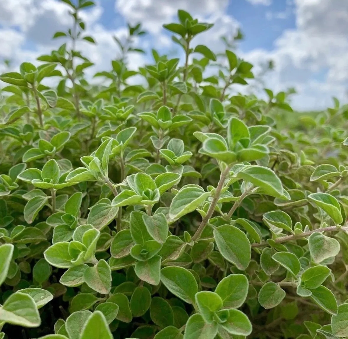 Oregano Companion Plants of Lemongrass Oregano Companion Plants of Lemongrass
