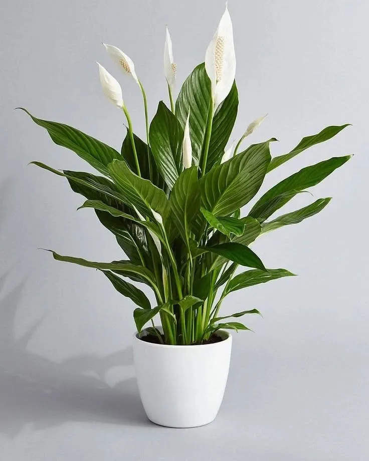 Peace Lilies in a White Pot Peace Lilies in a White Pot