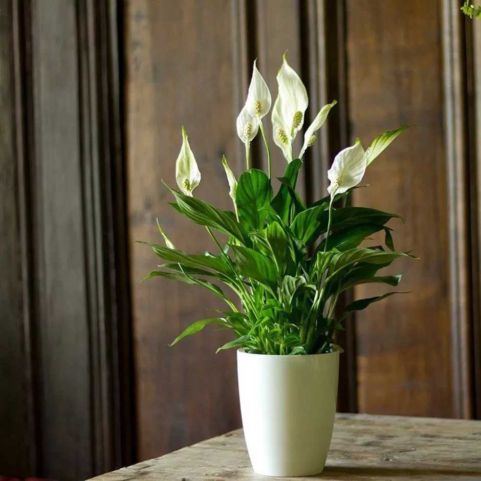 Peace Lily