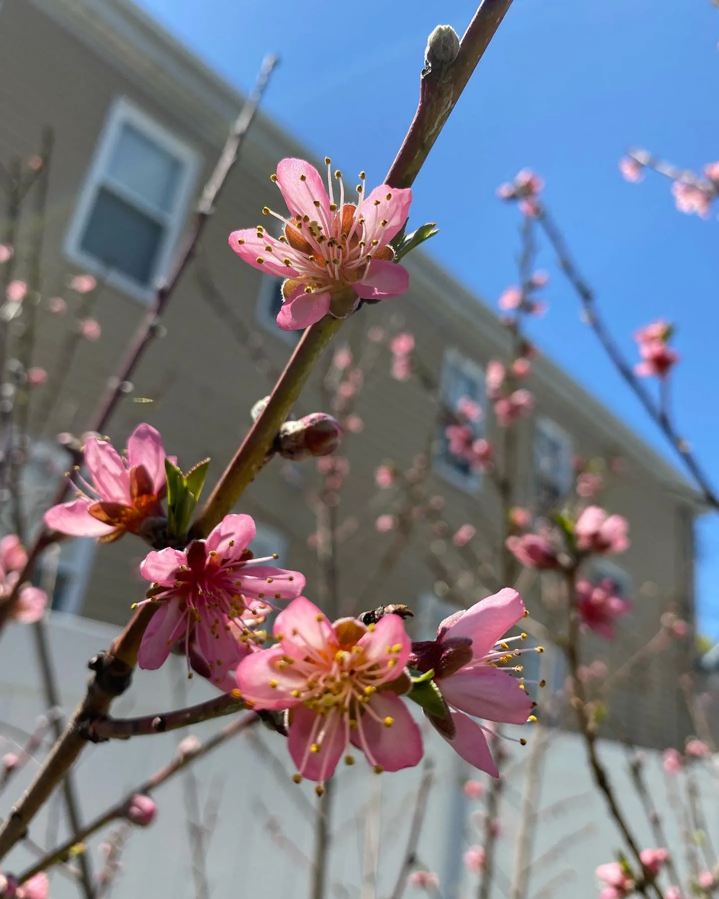 Peach Trees Flowers Peach Trees Flowers