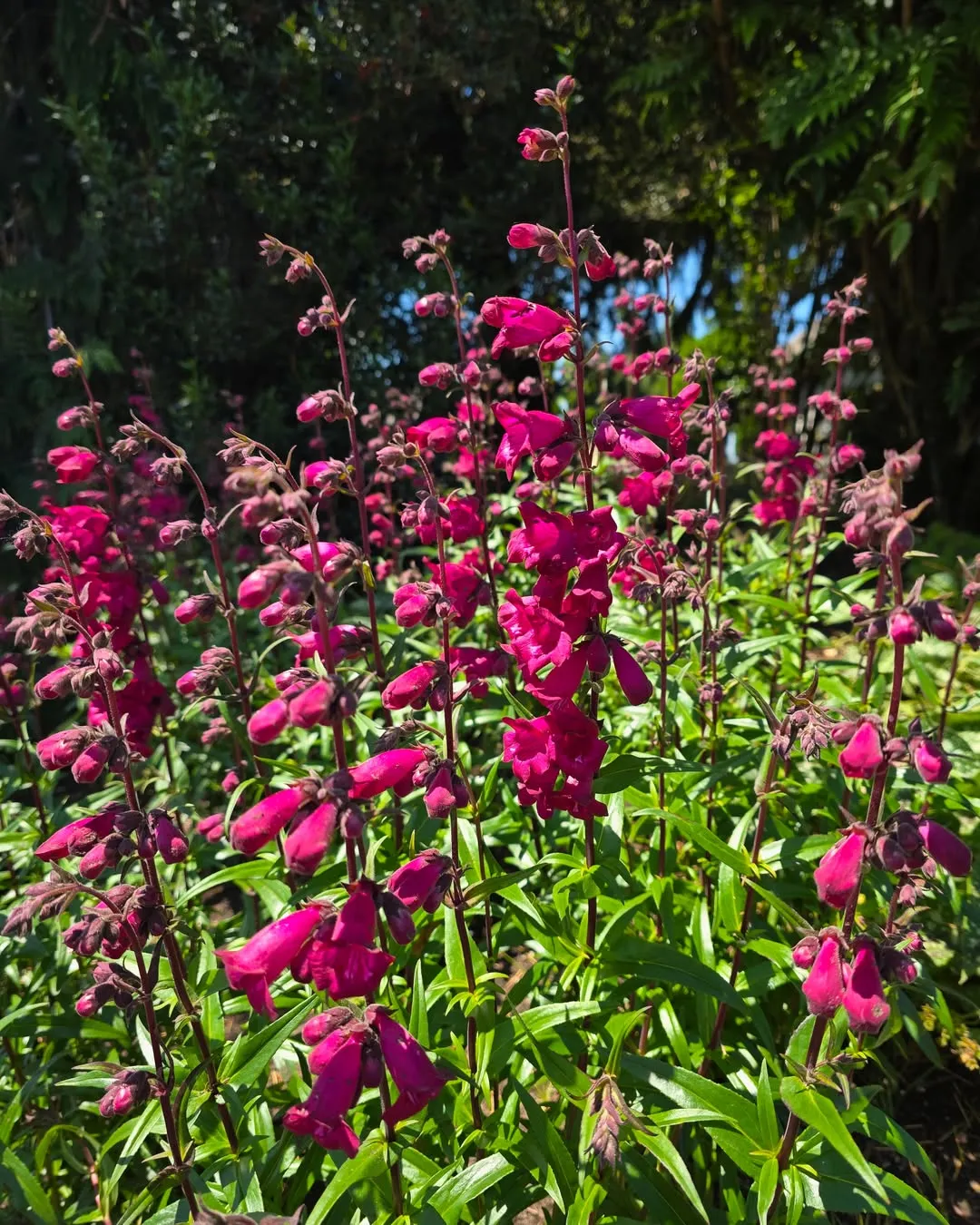 Penstemon