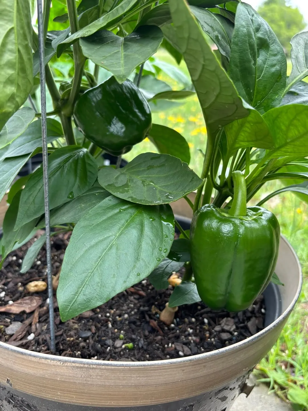 Peppers
