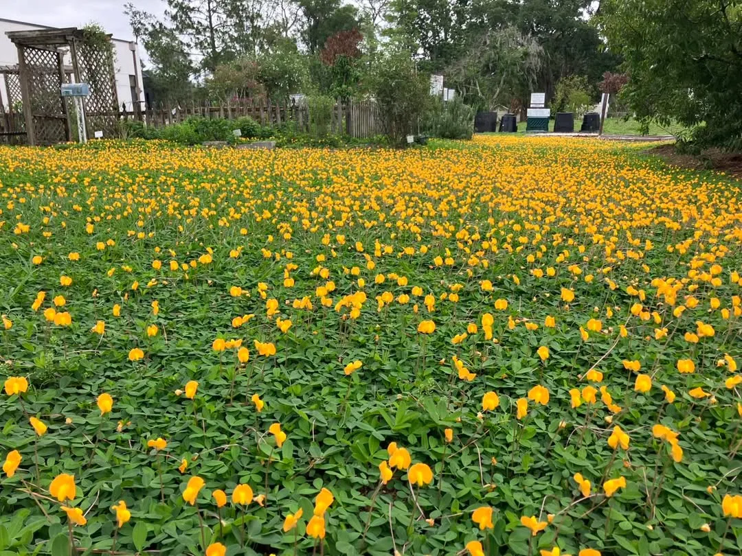 Perennial Peanut