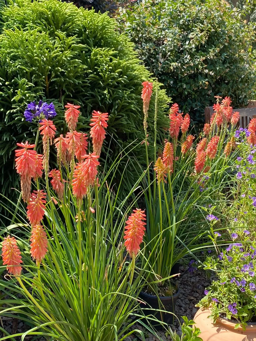 Perennials