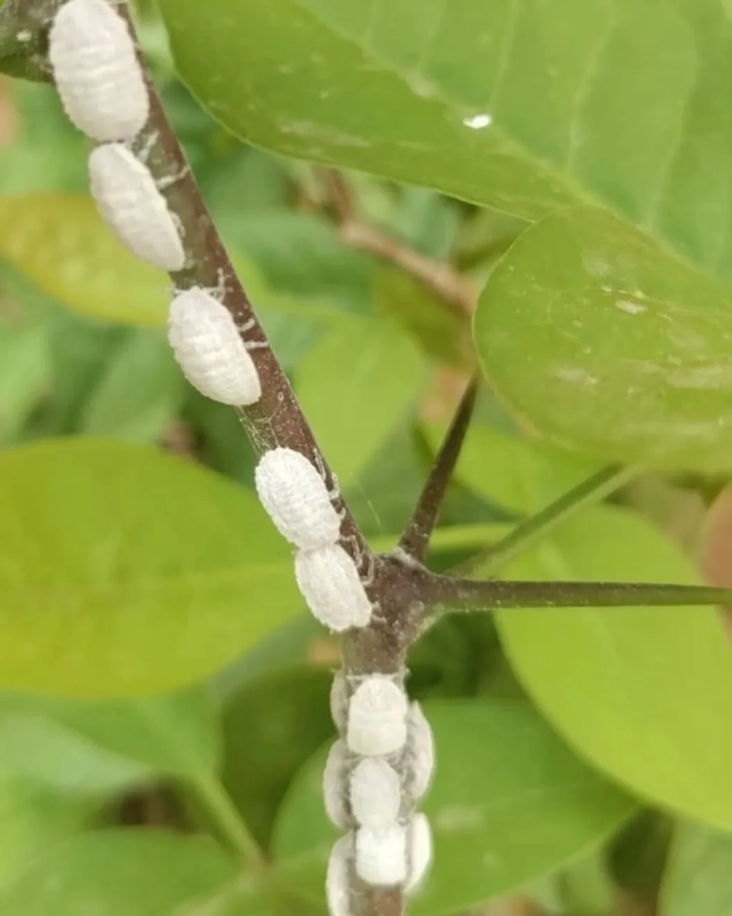 Pest Infestations