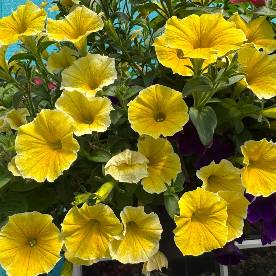 Petunia