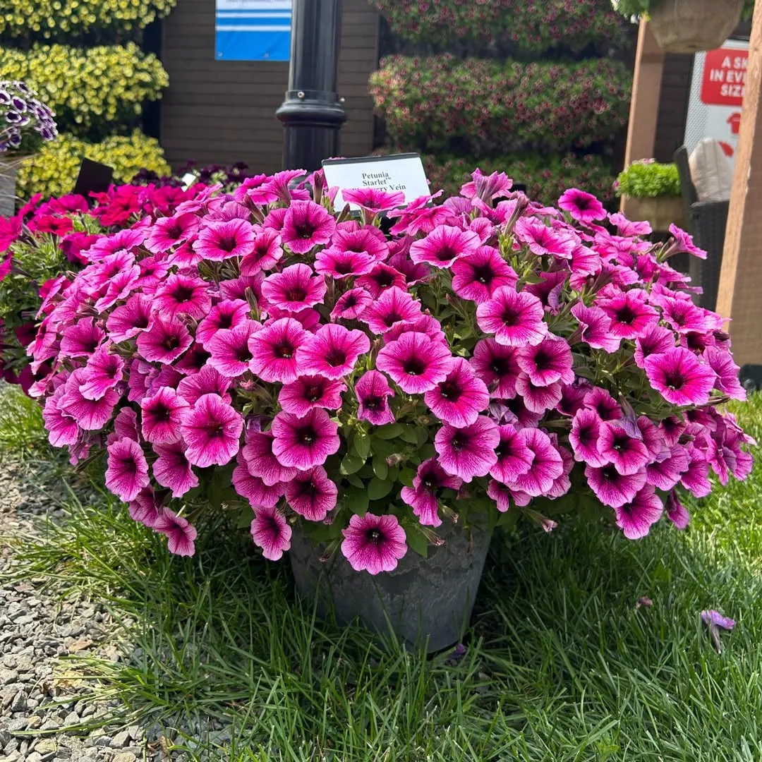 Petunia sp. And Hybrids