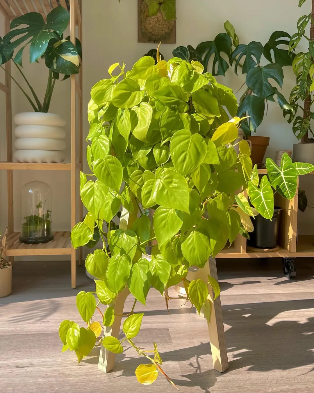 Philodendron (Philodendron Hederaceum)