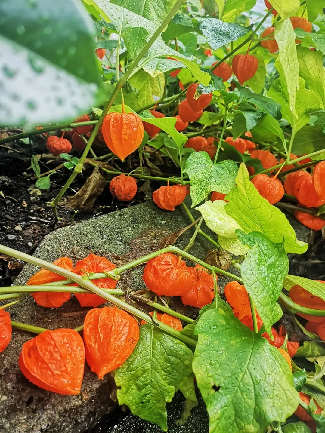 Physalis Alkekengi