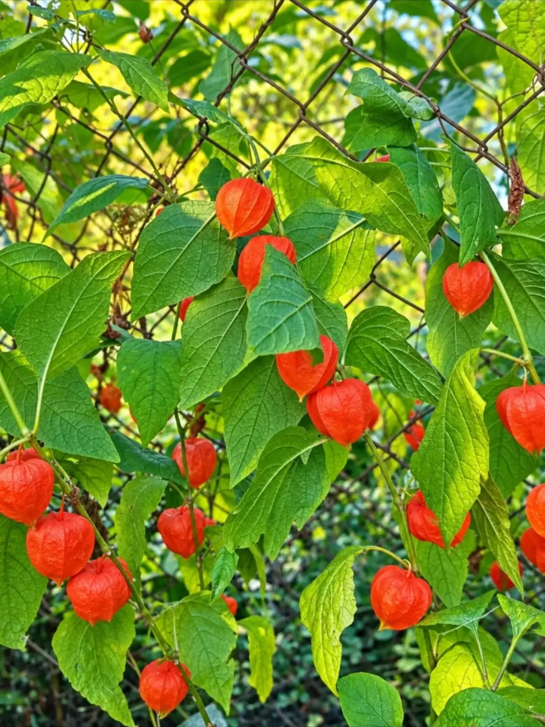 Physalis Alkekengi 'Zwerg'