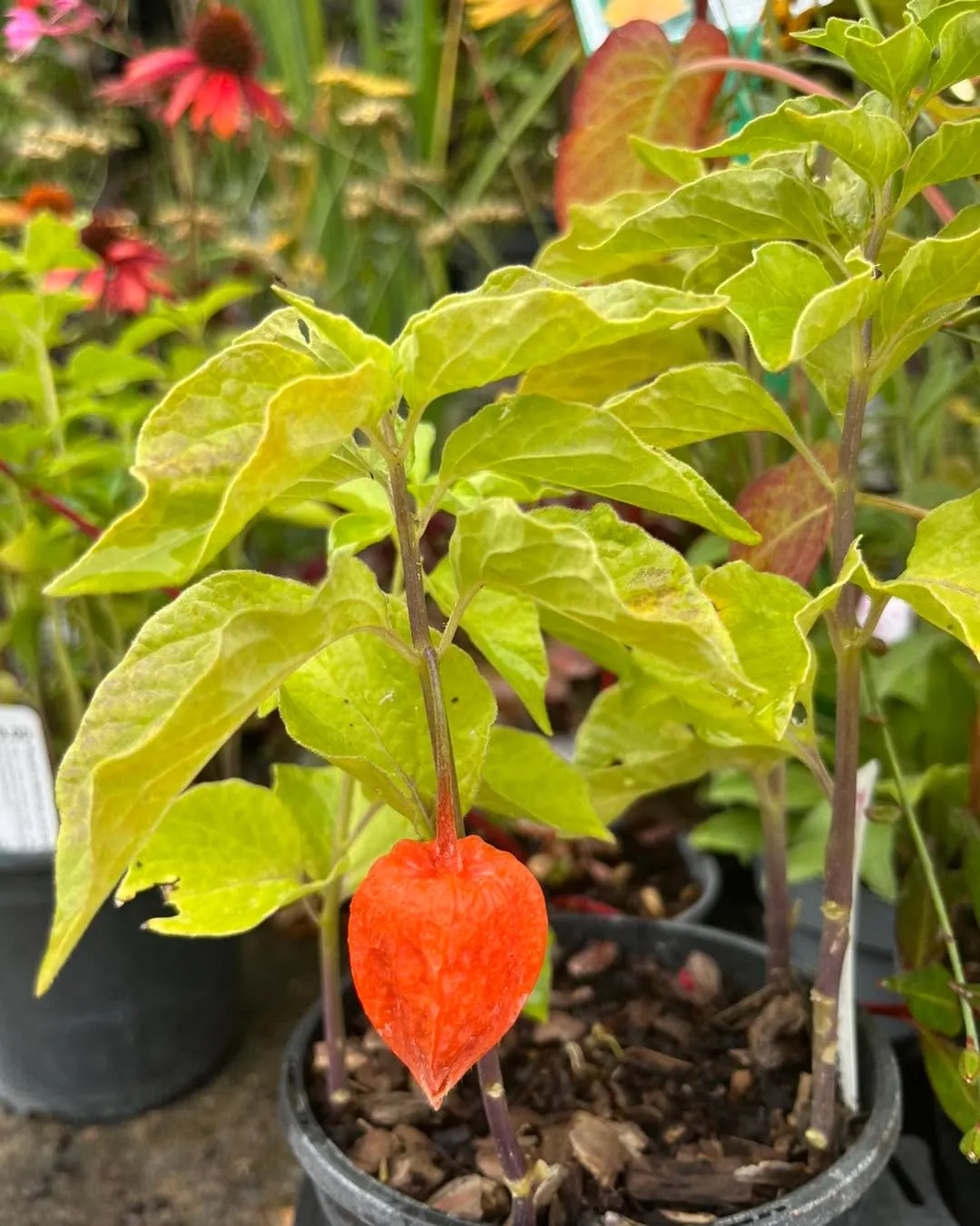 Physalis Alkekengi var. Gigantea
