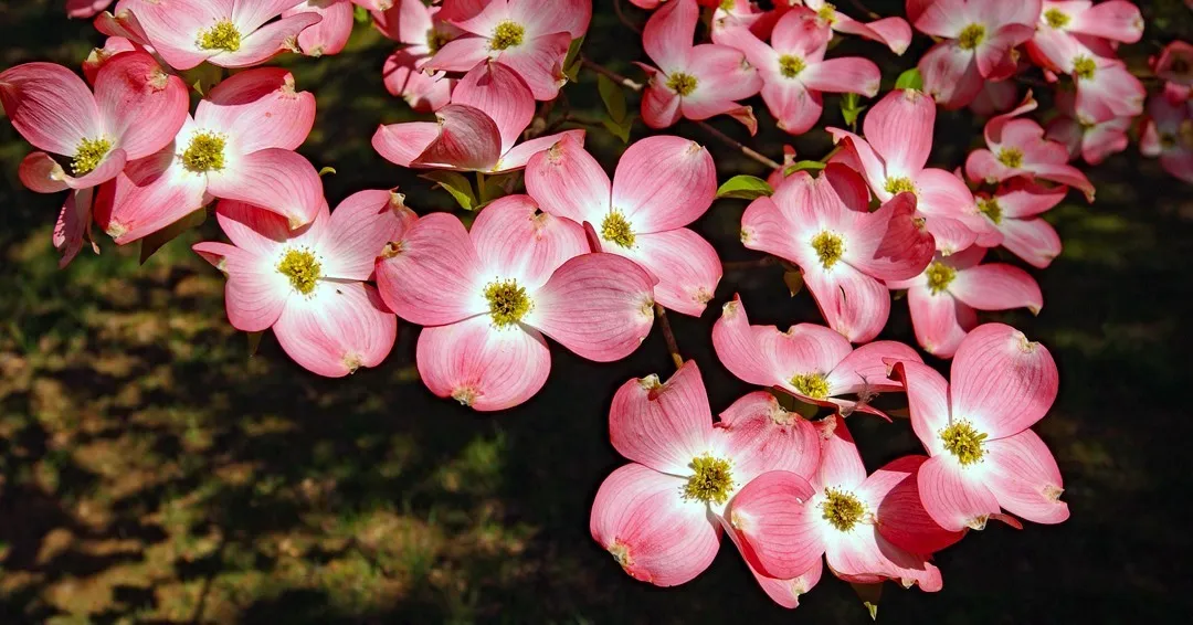 Pink Flowering Dogwoods Pink Flowering Dogwoods