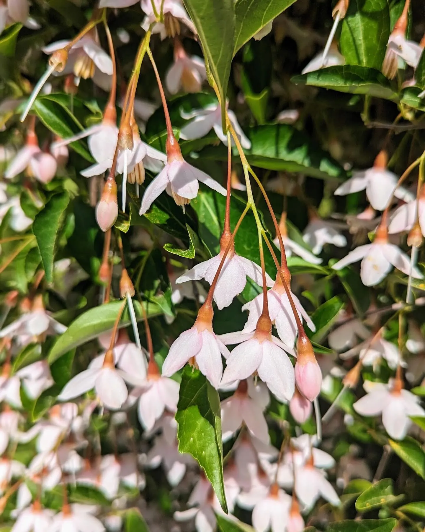 Pink Japanese Snowbell Pink Japanese Snowbell