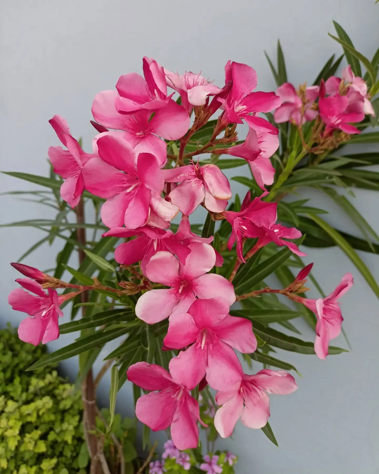 Pink Oleander Pink Oleander
