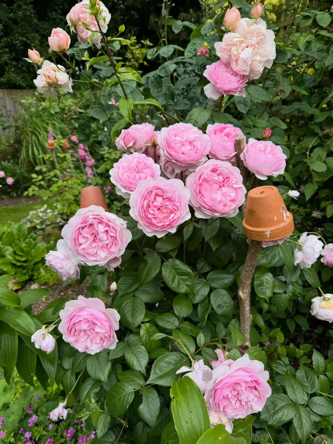Pink Rose Shrub
