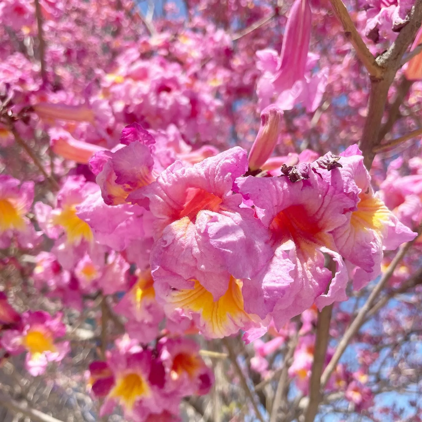 Pink Trumpet Pink Trumpet