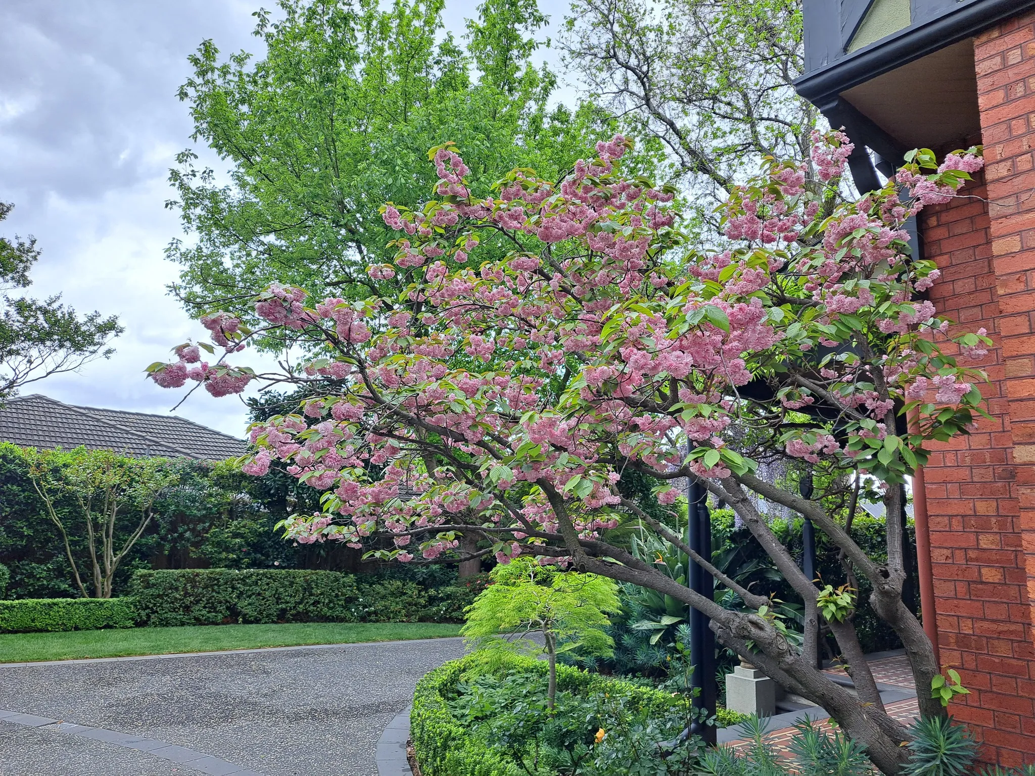 Pink Wisteria Pink Wisteria