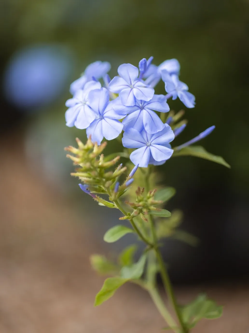 Plumbago (Plumbago Auriculata)