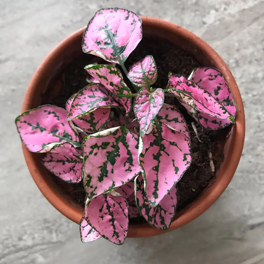 Polka Dot Plants (Hypoestes Phyllostachya)