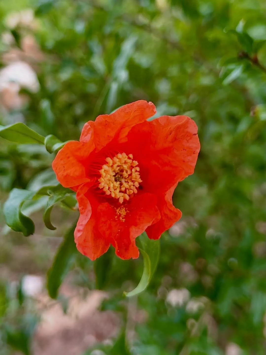 Pomegranate