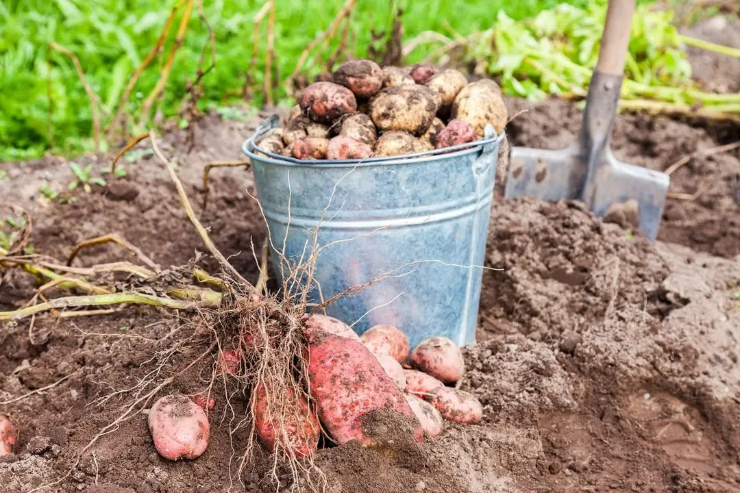 Potatoes