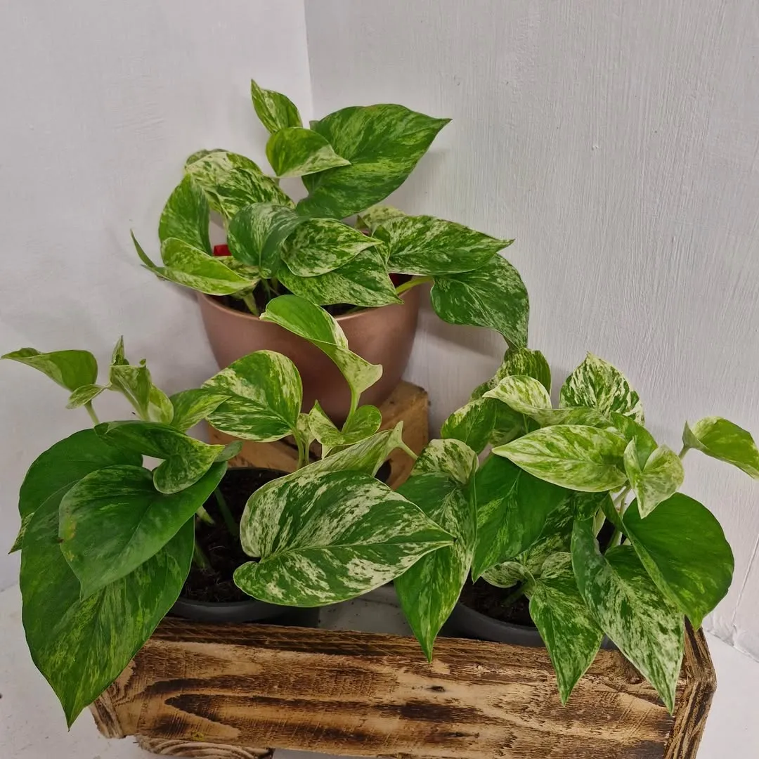 Pothos (Devil&rsquo;s Ivy)