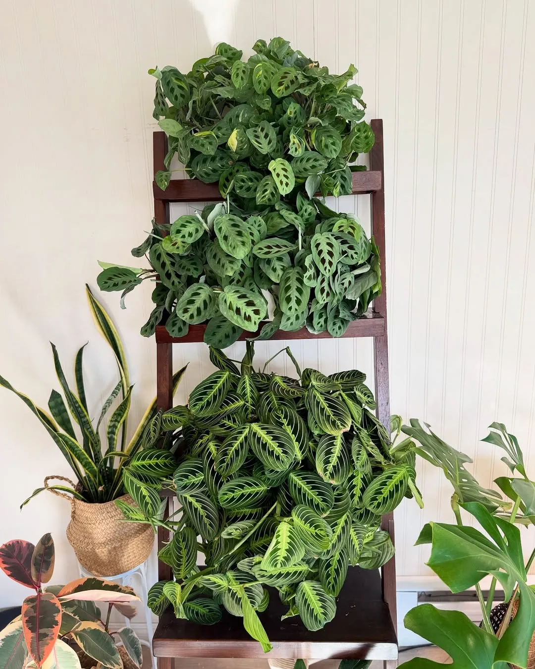 Prayer Plant
