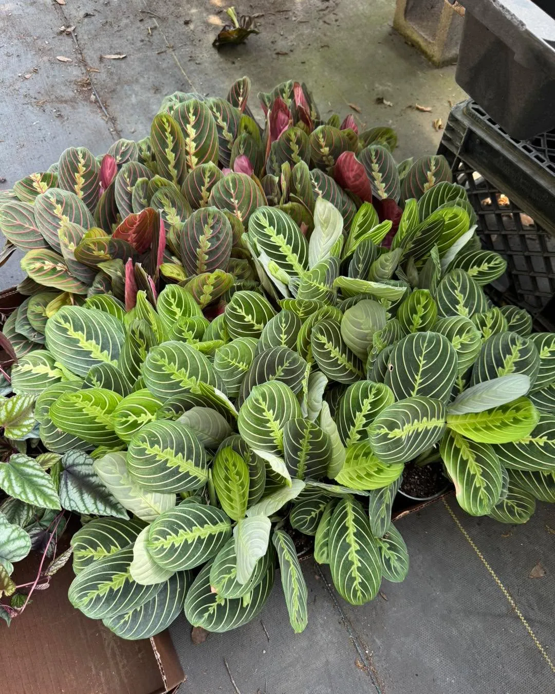 Prayer Plant (Maranta Leuconeura)