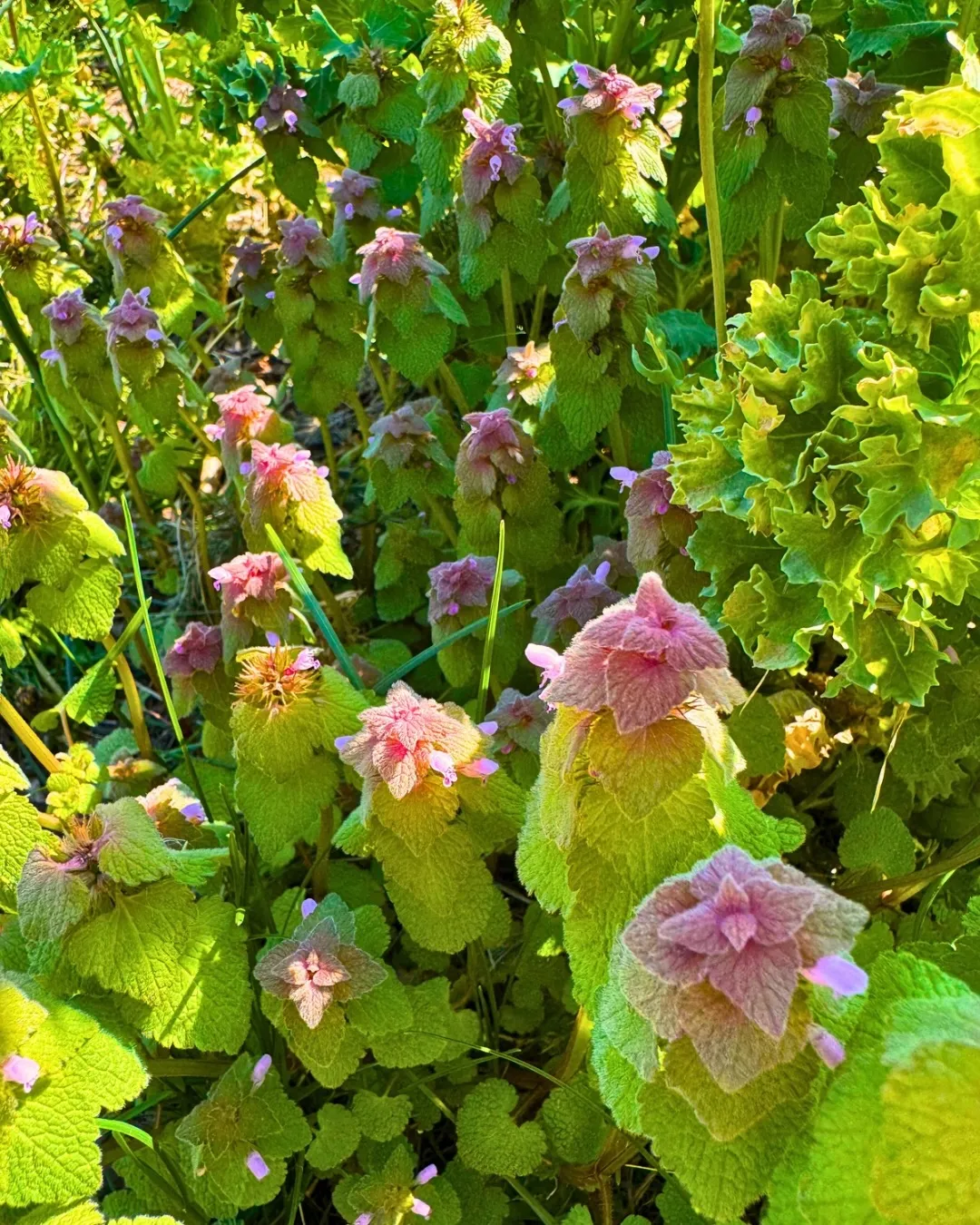 Purple Deadnettle (Lamium Purpureum)