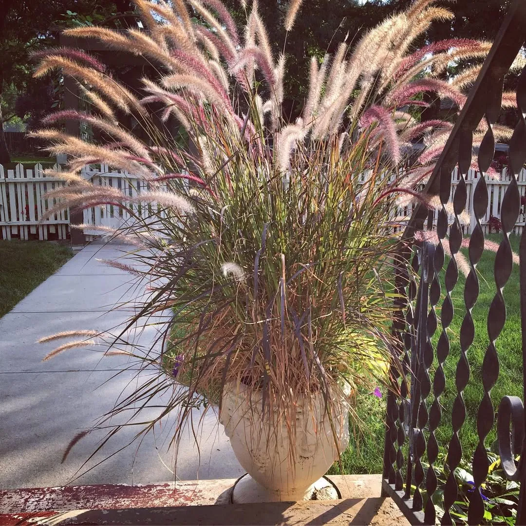 Purple Fountain Grass (Pennisetum Setaceum &lsquo;Rubrum&rsquo;)