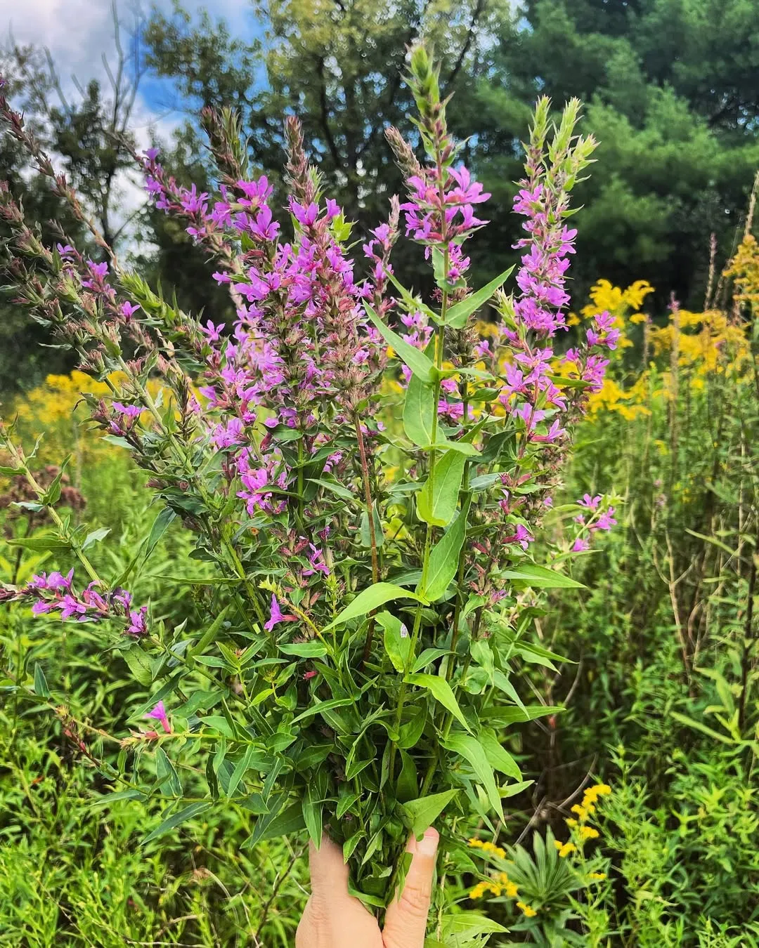 Purple Loosestrife (Lythrum Salicaria)