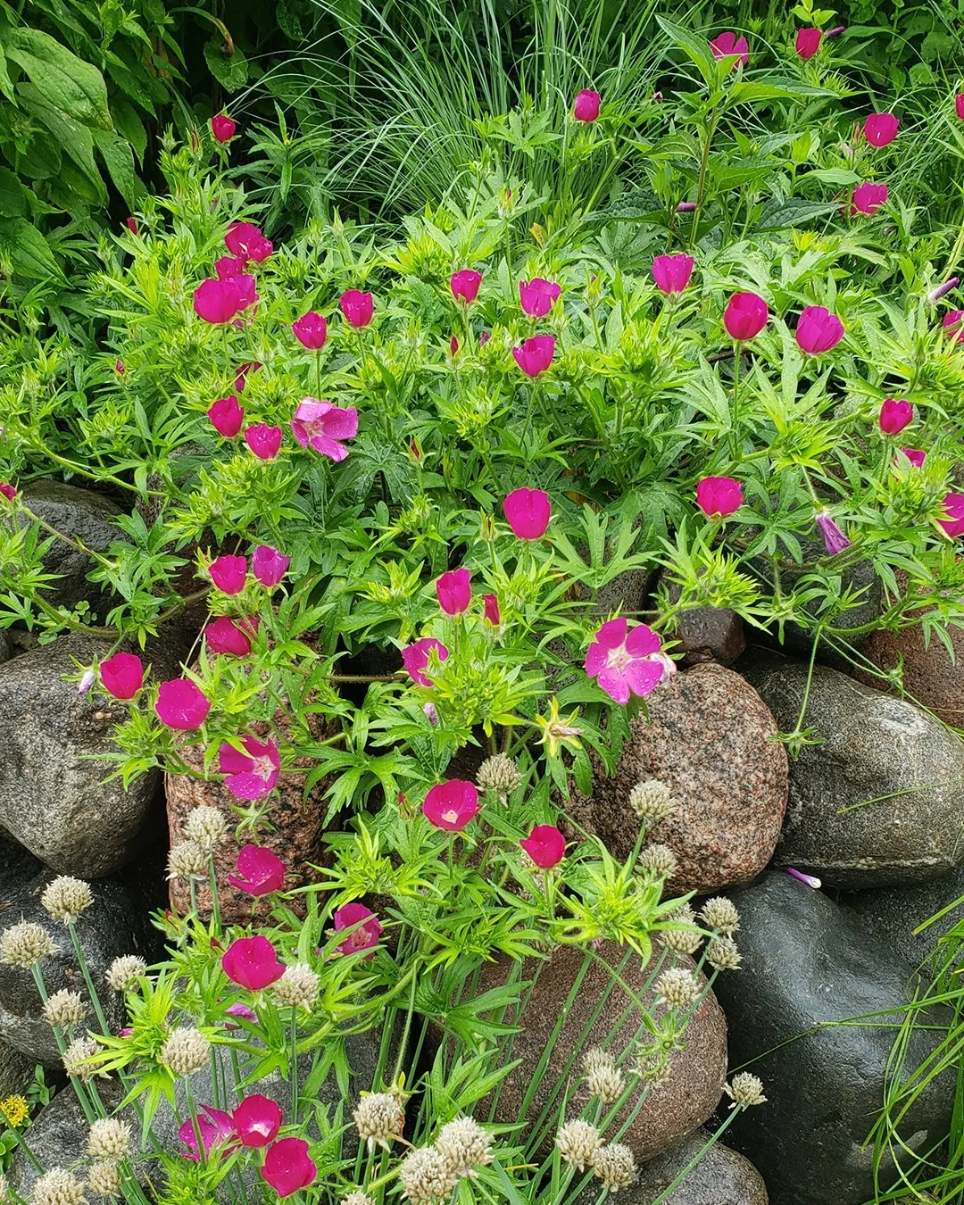 Bright Purple Poppy Mallow Bright Purple Poppy Mallow