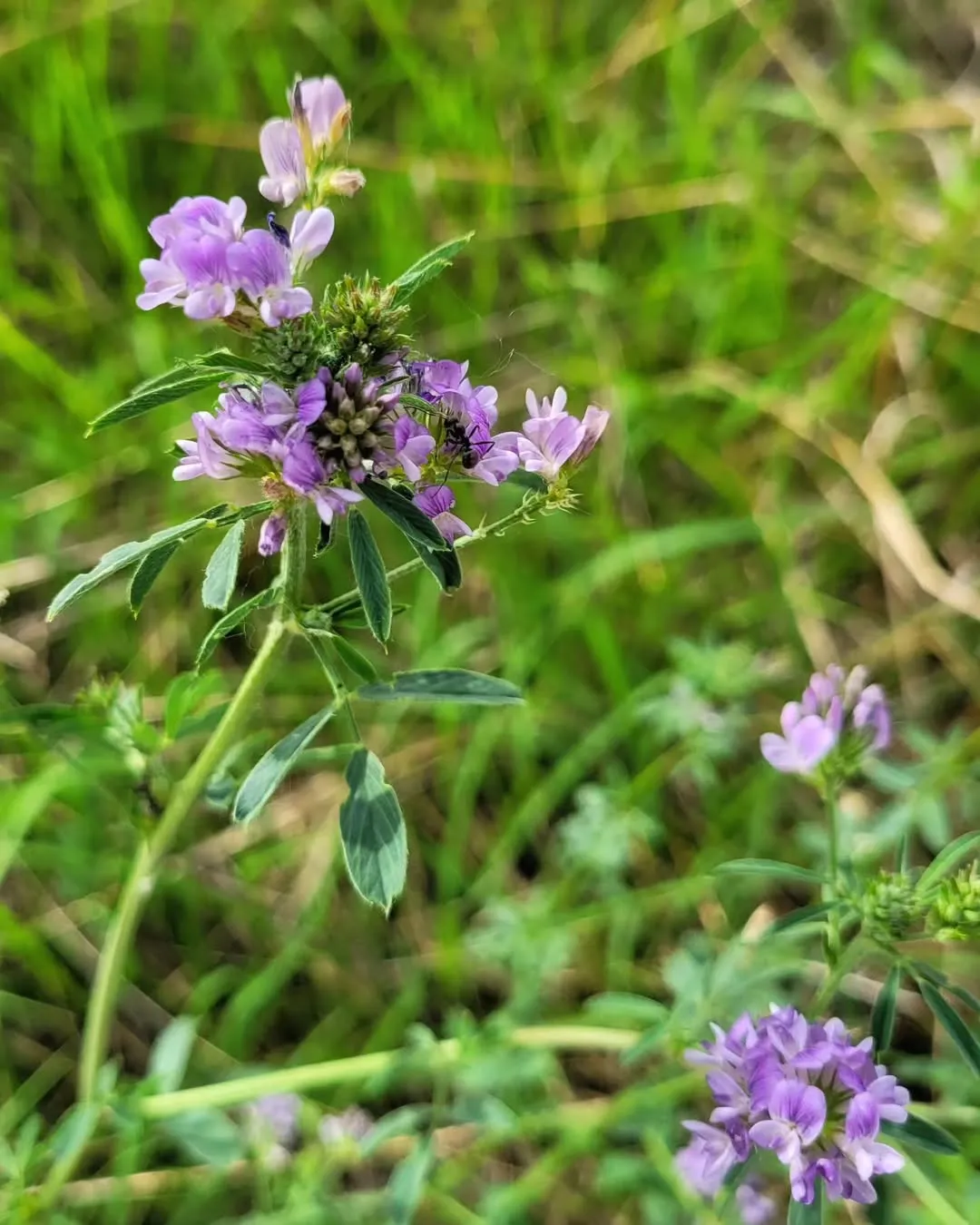 Purple Vetch (Vicia Benghalensis)