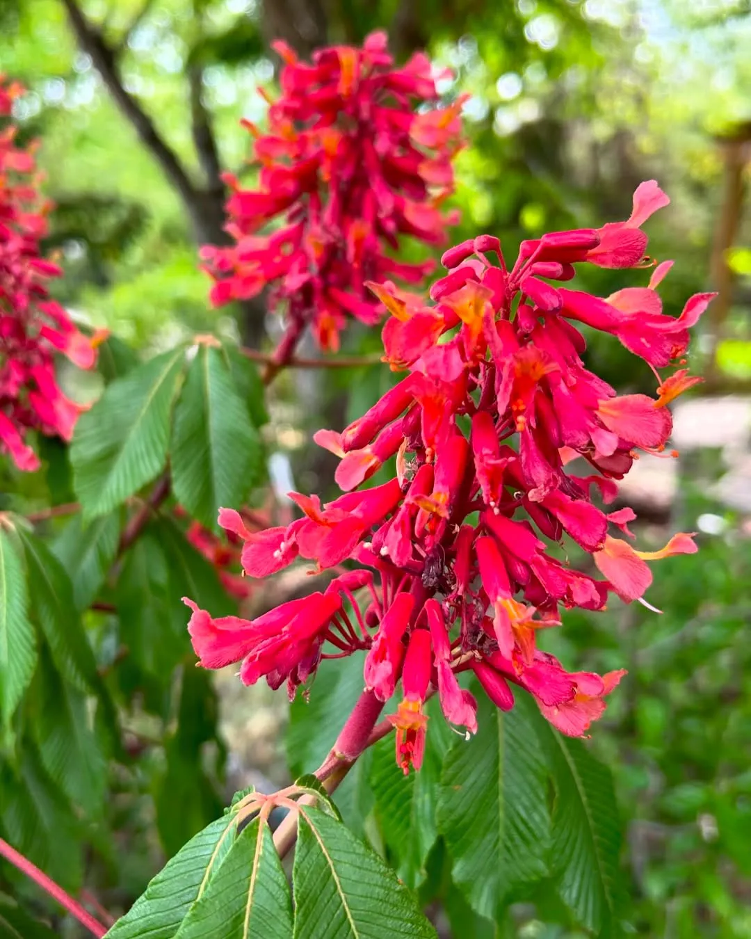 Red Buckeye