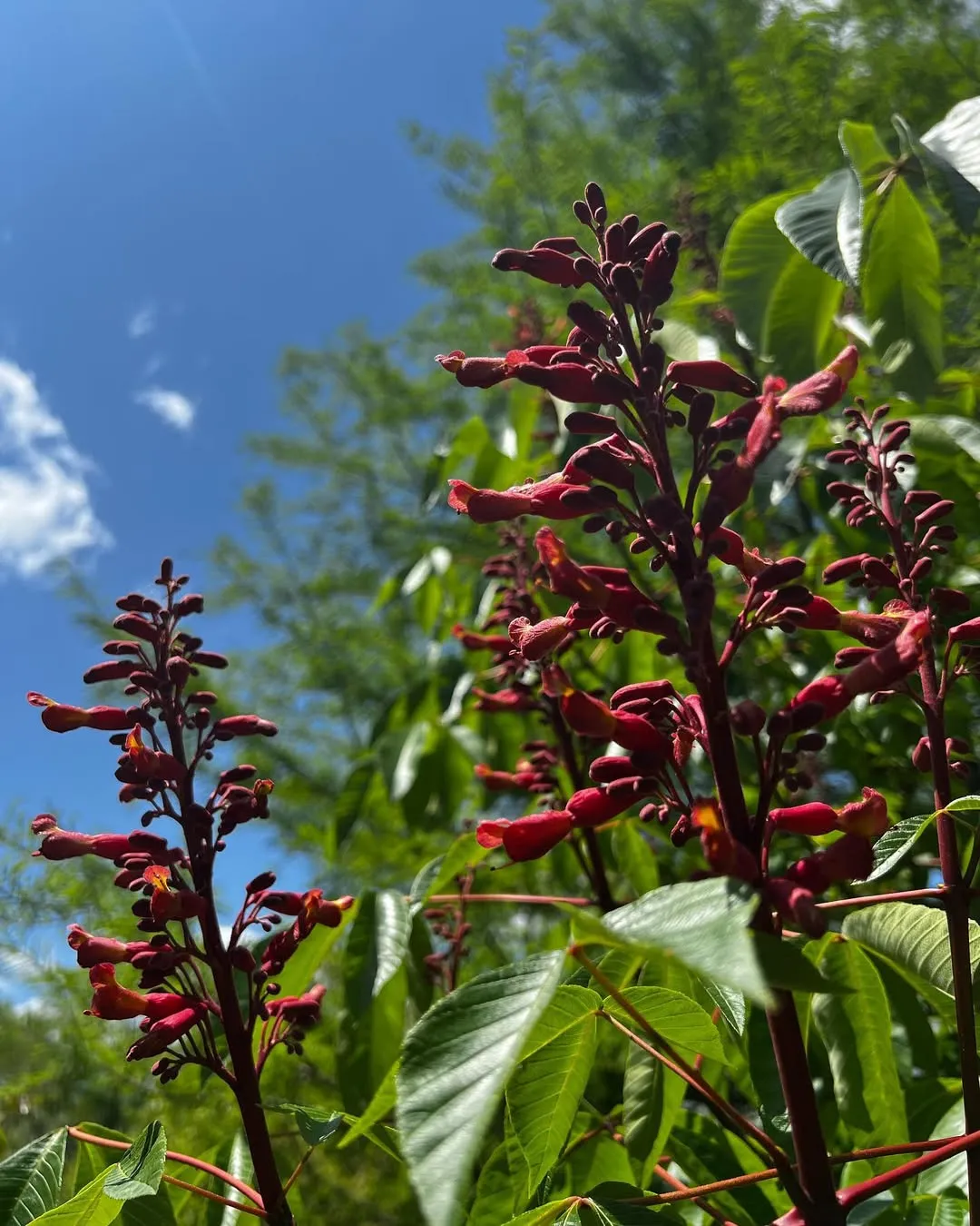 Red Buckeye (Aesculus Pavia)