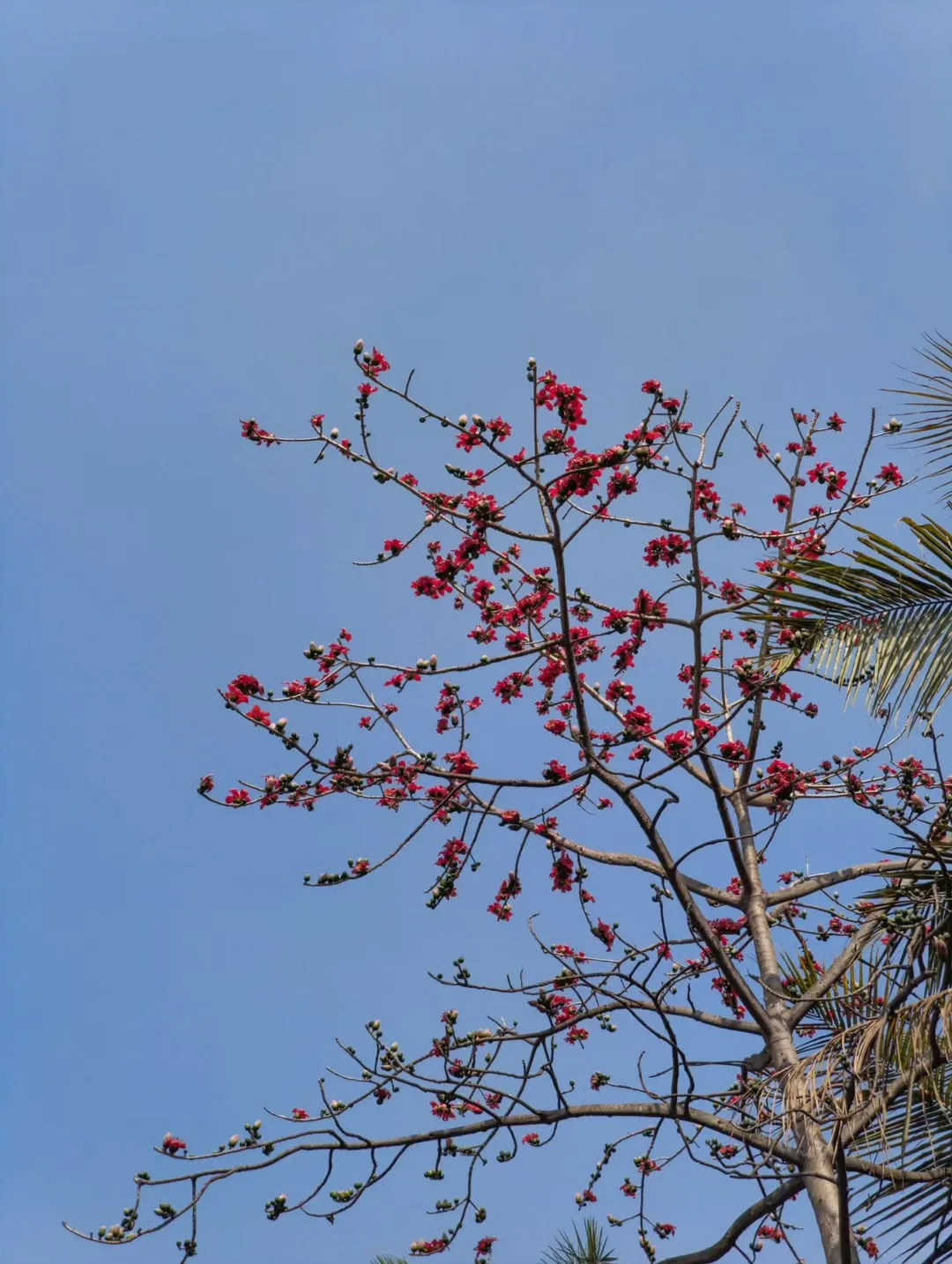 Red Silk Cotton Tree (Bombax Ceiba)