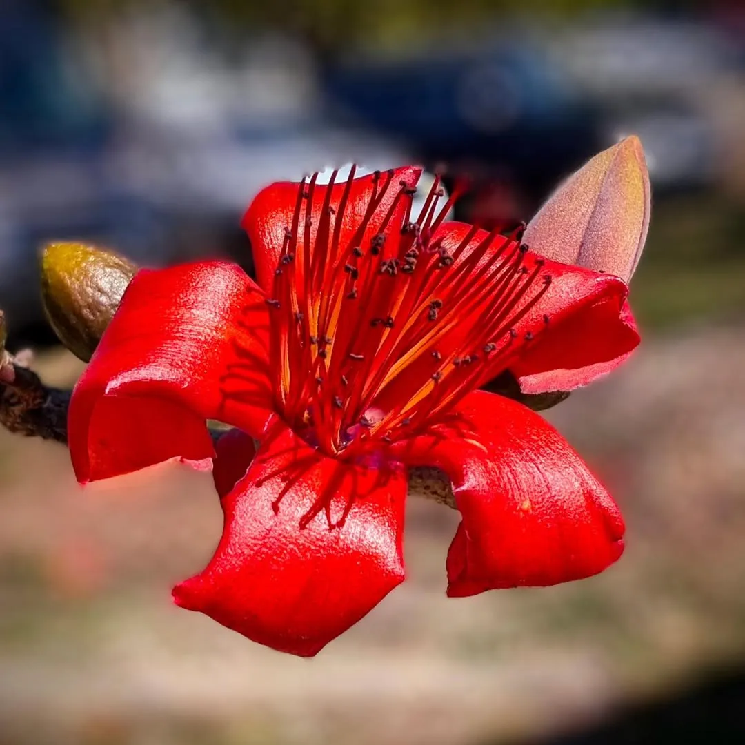 Red Silk Cotton Tree